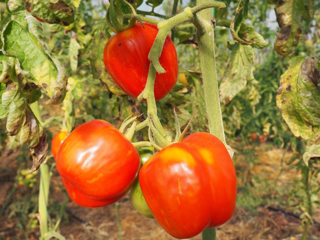 Tomates Gwenole Leroy